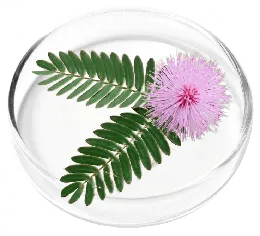 Mimosa pudica ingredient illustration from the seller